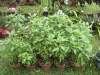 basil.jpg basil.jpg